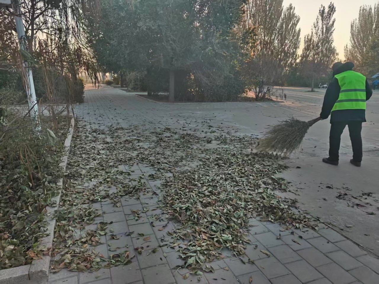 全力打好秋冬交替落叶清理“攻坚战”筑牢消防安全防线(图1)