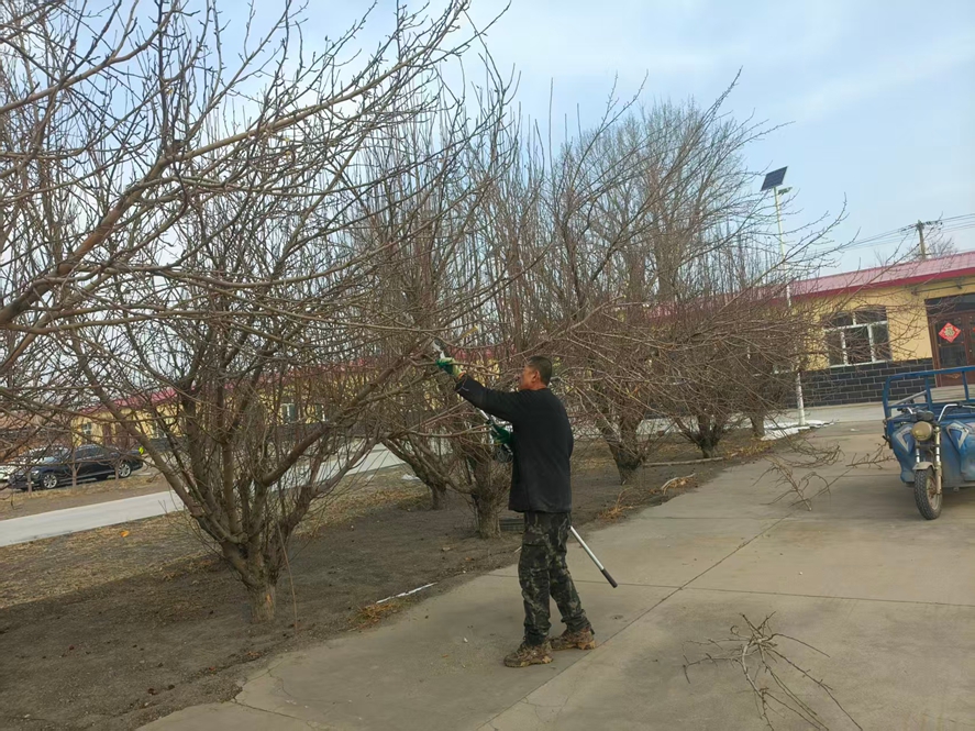 春日“梳妆”忙  匠心换果香(图1)