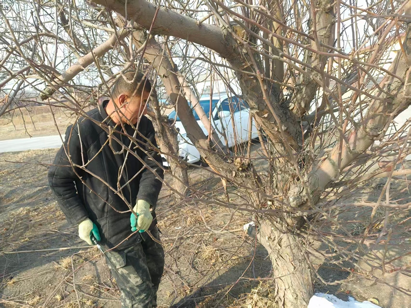 春日“梳妆”忙  匠心换果香(图2)