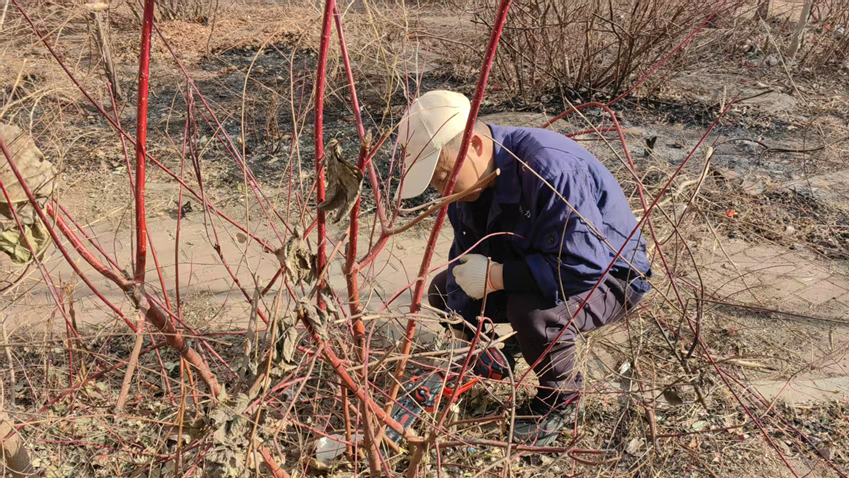 不负初春好时光  绿化养护正当时(图1)