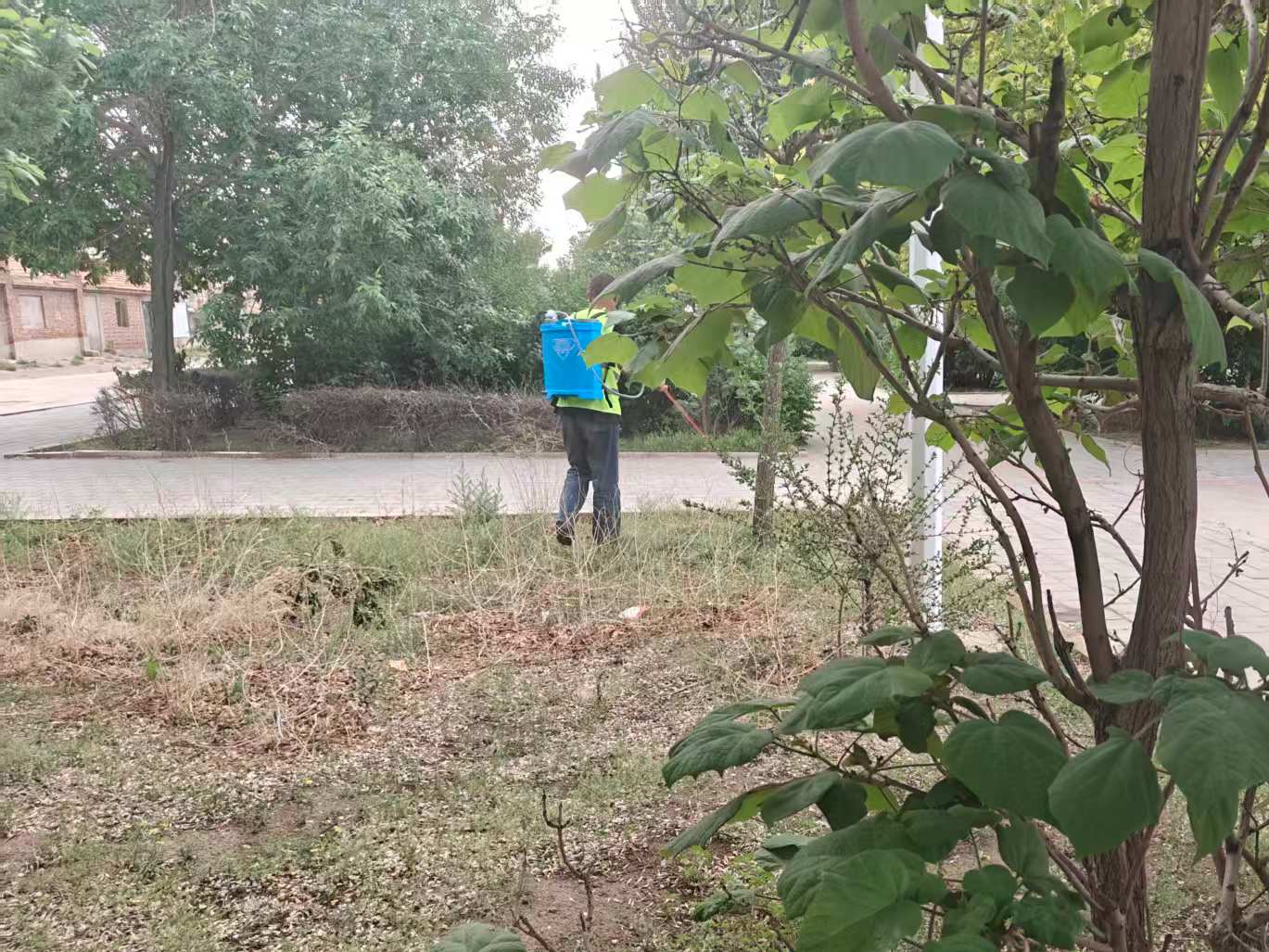 西露天分公司绿化班对辖区杂草专项治理 筑牢环境与安全双防线(图2)